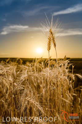 December 2017 / WHEAT_059_171219