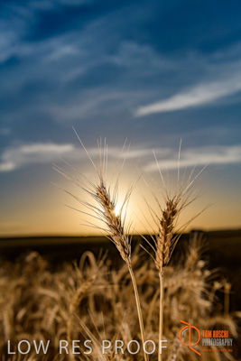 December 2017 / WHEAT_062_171219