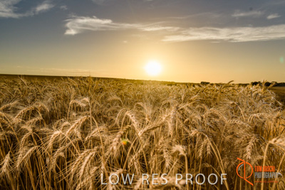 December 2017 / WHEAT_064_171219