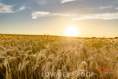 December 2017 / WHEAT_065_171219