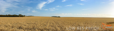 December 2017 / WHEAT_P1_001_171219-Pano