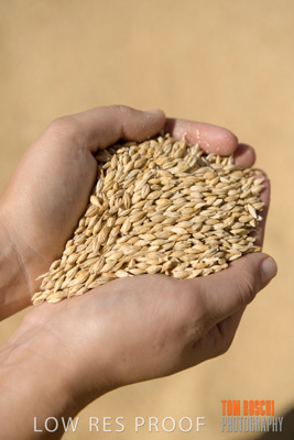April 2019 / BARLEY_IN_HANDS_190401_572