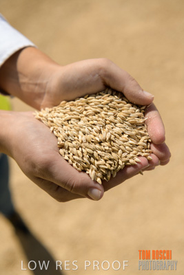 April 2019 / BARLEY_IN_HANDS_190401_576