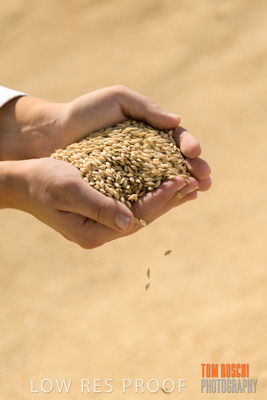 April 2019 / BARLEY_IN_HANDS_190401_579