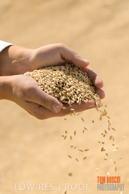 April 2019 / BARLEY_IN_HANDS_190401_581