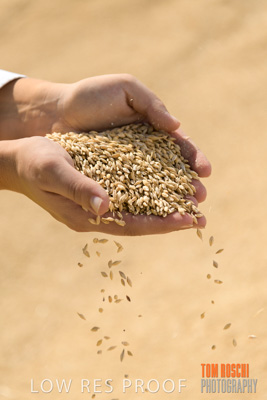 April 2019 / BARLEY_IN_HANDS_190401_585