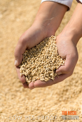 April 2019 / BARLEY_IN_HANDS_190401_588