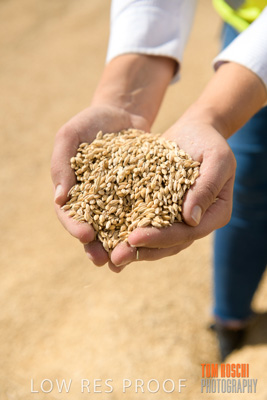April 2019 / BARLEY_IN_HANDS_190401_592