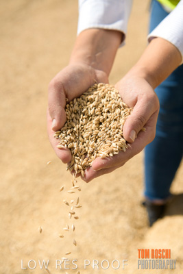 April 2019 / BARLEY_IN_HANDS_190401_595
