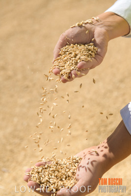 April 2019 / BARLEY_IN_HANDS_190401_597