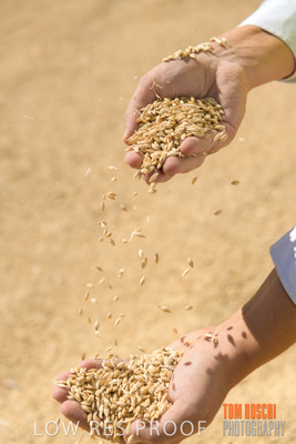 April 2019 / BARLEY_IN_HANDS_190401_598