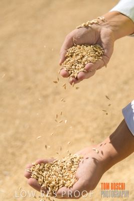 April 2019 / BARLEY_IN_HANDS_190401_599