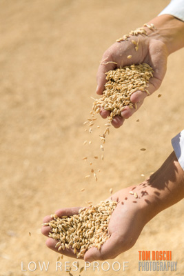 April 2019 / BARLEY_IN_HANDS_190401_600