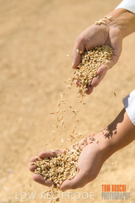 April 2019 / BARLEY_IN_HANDS_190401_602