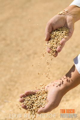 April 2019 / BARLEY_IN_HANDS_190401_603