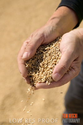 April 2019 / BARLEY_IN_HANDS_190401_606