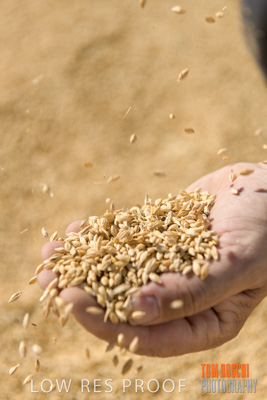 April 2019 / BARLEY_IN_HANDS_190401_610