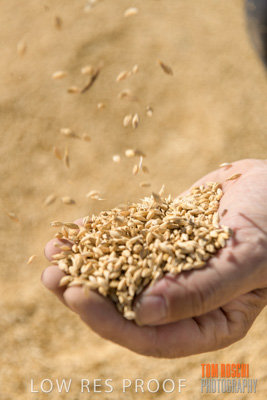 April 2019 / BARLEY_IN_HANDS_190401_611