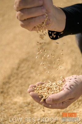 April 2019 / BARLEY_IN_HANDS_190401_612