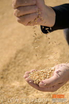 April 2019 / BARLEY_IN_HANDS_190401_614