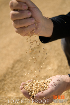 April 2019 / BARLEY_IN_HANDS_190401_615