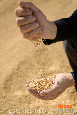 April 2019 / BARLEY_IN_HANDS_190401_616