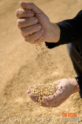 April 2019 / BARLEY_IN_HANDS_190401_617