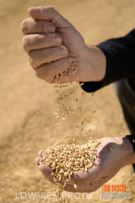 April 2019 / BARLEY_IN_HANDS_190401_619