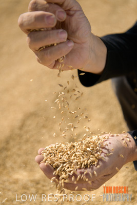 April 2019 / BARLEY_IN_HANDS_190401_622
