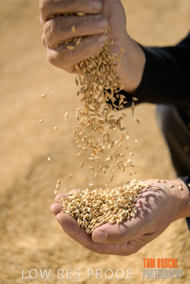 April 2019 / BARLEY_IN_HANDS_190401_623