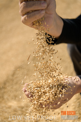 April 2019 / BARLEY_IN_HANDS_190401_625
