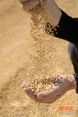 April 2019 / BARLEY_IN_HANDS_190401_626