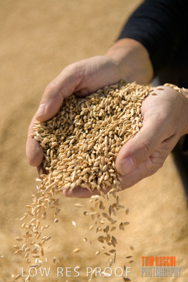 April 2019 / BARLEY_IN_HANDS_190401_628