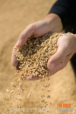 April 2019 / BARLEY_IN_HANDS_190401_629