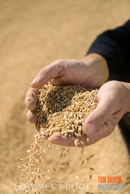 April 2019 / BARLEY_IN_HANDS_190401_630