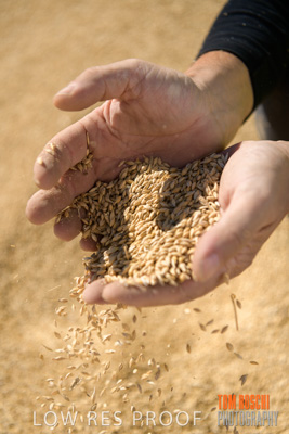 April 2019 / BARLEY_IN_HANDS_190401_631