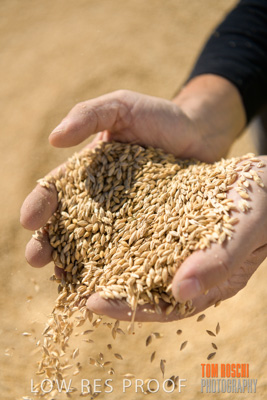 April 2019 / BARLEY_IN_HANDS_190401_633