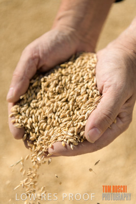 April 2019 / BARLEY_IN_HANDS_190401_636