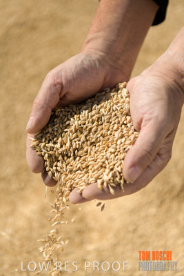 April 2019 / BARLEY_IN_HANDS_190401_637