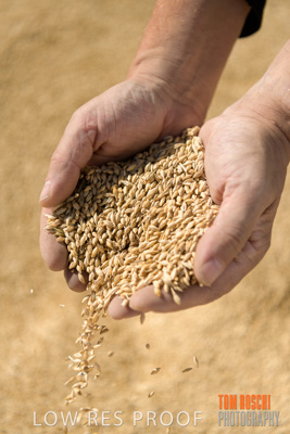 April 2019 / BARLEY_IN_HANDS_190401_638