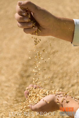 April 2019 / BARLEY_IN_HANDS_190401_642