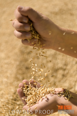 April 2019 / BARLEY_IN_HANDS_190401_645