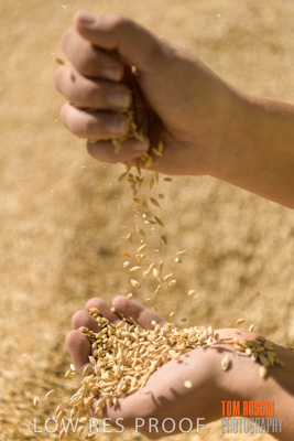 April 2019 / BARLEY_IN_HANDS_190401_646