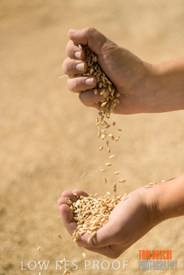 April 2019 / BARLEY_IN_HANDS_190401_649