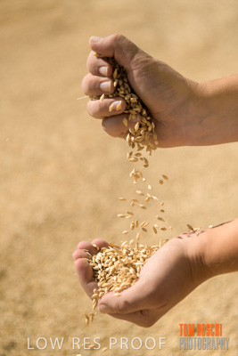 April 2019 / BARLEY_IN_HANDS_190401_650