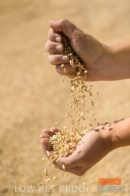 April 2019 / BARLEY_IN_HANDS_190401_651