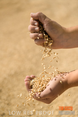 April 2019 / BARLEY_IN_HANDS_190401_652