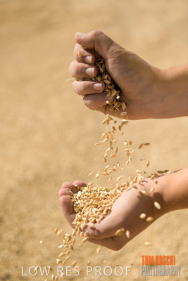 April 2019 / BARLEY_IN_HANDS_190401_653