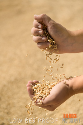 April 2019 / BARLEY_IN_HANDS_190401_654