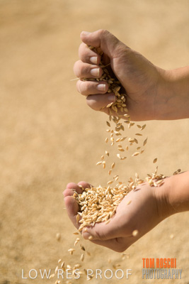 April 2019 / BARLEY_IN_HANDS_190401_655